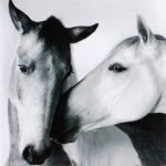 Canvas 40×40 two horses