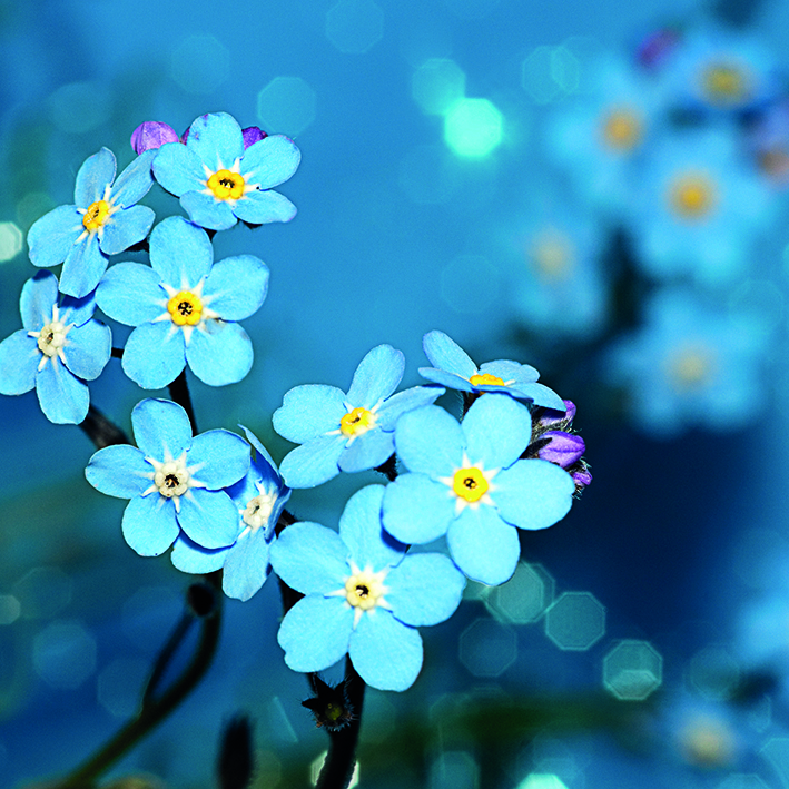 Canvas 0216 40×40 blue flowers